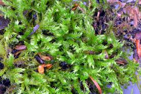 Attēlu rezultāti vaicājumam “Drepanocladus trifarius”