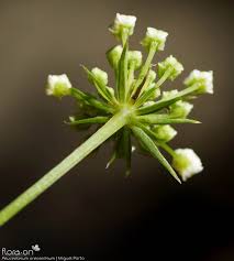 Attēlu rezultāti vaicājumam “Peucedanum oreoselinum flower”