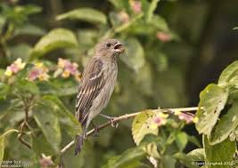 Attēlu rezultāti vaicājumam “Carpodacus erythrinus adult”