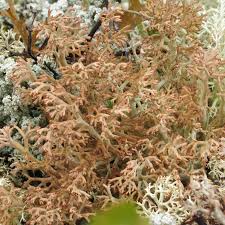 Attēlu rezultāti vaicājumam “Cladonia mitis”