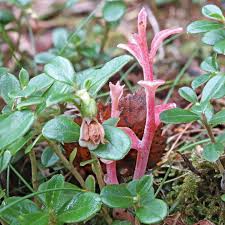 Attēlu rezultāti vaicājumam “Exobasidium splendidum”