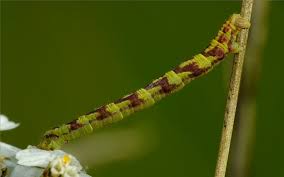 Attēlu rezultāti vaicājumam “Eupithecia centaureata”