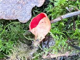 Attēlu rezultāti vaicājumam “Sarcoscypha austriaca”