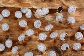 Attēlu rezultāti vaicājumam “Physarum album”