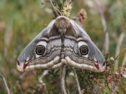 Attēlu rezultāti vaicājumam “Saturnia pavonia eggs”