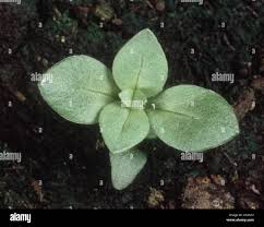 Attēlu rezultāti vaicājumam “Anagallis arvensis leaf”