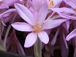 Attēlu rezultāti vaicājumam “Colchicum autumnale”