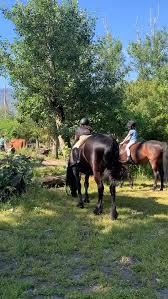 Image result for The Riding Centre