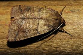 Attēlu rezultāti vaicājumam “Mythimna turca”