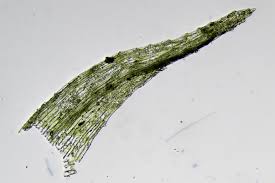 Attēlu rezultāti vaicājumam “Dicranella schreberiana”