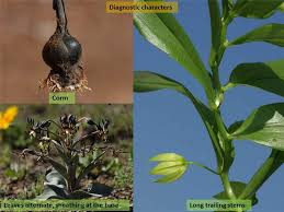 Attēlu rezultāti vaicājumam “Colchicaceae”