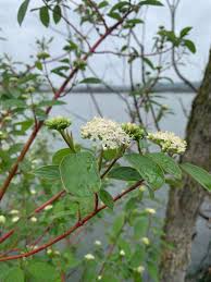 Attēlu rezultāti vaicājumam “Cornus sericea”