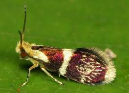 Attēlu rezultāti vaicājumam “Micropterigidae”