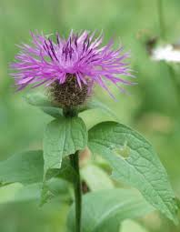 Image result for Centaurea pseudophrygia