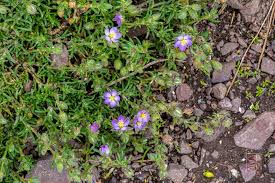 Attēlu rezultāti vaicājumam “Spergularia marina flower”