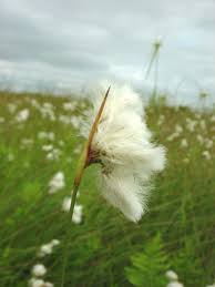 Attēlu rezultāti vaicājumam “Eriophorum gracile fruit”