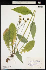 Attēlu rezultāti vaicājumam “Crepis paludosa”