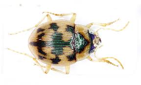 Attēlu rezultāti vaicājumam “Omophron limbatum”