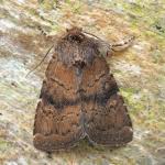 Attēlu rezultāti vaicājumam “Rusina ferruginea female”