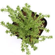 Image result for Sedum acre