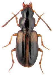 Attēlu rezultāti vaicājumam “Acupalpus flavicollis”