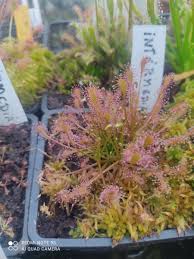Attēlu rezultāti vaicājumam “Drosera intermedia”