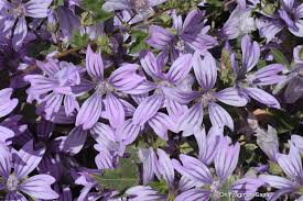 Image result for Malva sylvestris var. mauritiana
