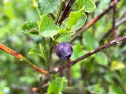 Attēlu rezultāti vaicājumam “Vaccinium myrtillus fruit”