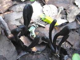 Attēlu rezultāti vaicājumam “Geoglossum sp.”