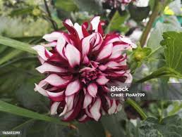 Image result for Dahlia x pinnata `Decorative Giants`