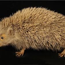 Attēlu rezultāti vaicājumam “Erinaceus roumanicus”