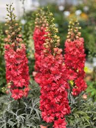 Attēlu rezultāti vaicājumam “Delphinium elatum  flower”