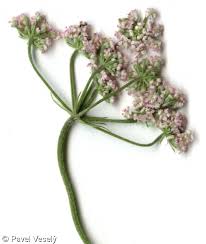 Attēlu rezultāti vaicājumam “Torilis japonica”