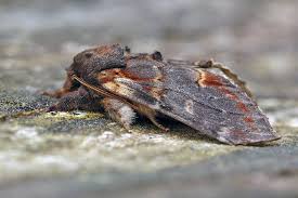 Attēlu rezultāti vaicājumam “Notodonta dromedarius”