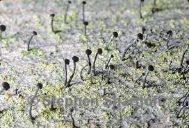 Attēlu rezultāti vaicājumam “Calicium adspersum”