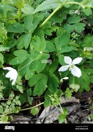 Attēlu rezultāti vaicājumam “Isopyrum thalictroides”