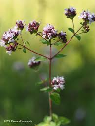 Attēlu rezultāti vaicājumam “Origanum vulgare bud”