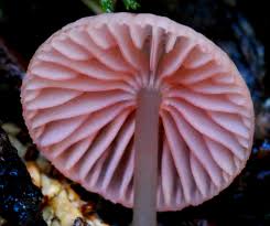 Attēlu rezultāti vaicājumam “Mycena rosella”