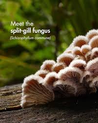 Attēlu rezultāti vaicājumam “Schizophyllum commune”