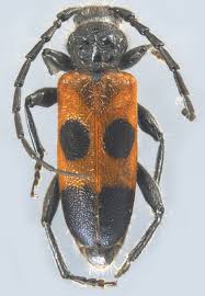 Attēlu rezultāti vaicājumam “Cerambycidae”