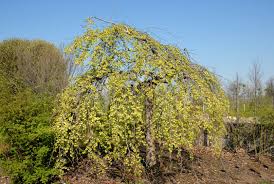 Attēlu rezultāti vaicājumam “Ulmus glabra”
