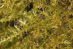 Attēlu rezultāti vaicājumam “Campylium, Campyliadelphus”