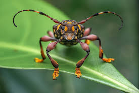 Attēlu rezultāti vaicājumam “Psyllobora vigintiduopunctata larva”