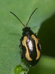 Attēlu rezultāti vaicājumam “Phyllotreta sp.”