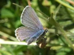 Attēlu rezultāti vaicājumam “Cyaniris semiargus underside”