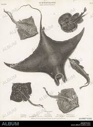 Image result for Raja undulata