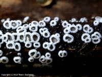 Attēlu rezultāti vaicājumam “Lachnella alboviolascens”