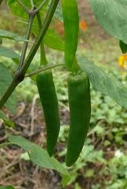 Afbeeldingsresultaat voor thai yellow hot pepper