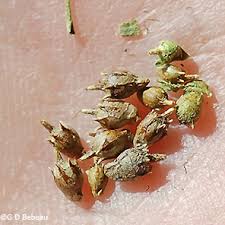 Attēlu rezultāti vaicājumam “Ambrosia artemisiifolia bud”