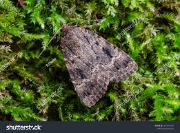 Attēlu rezultāti vaicājumam “Amphipyra”